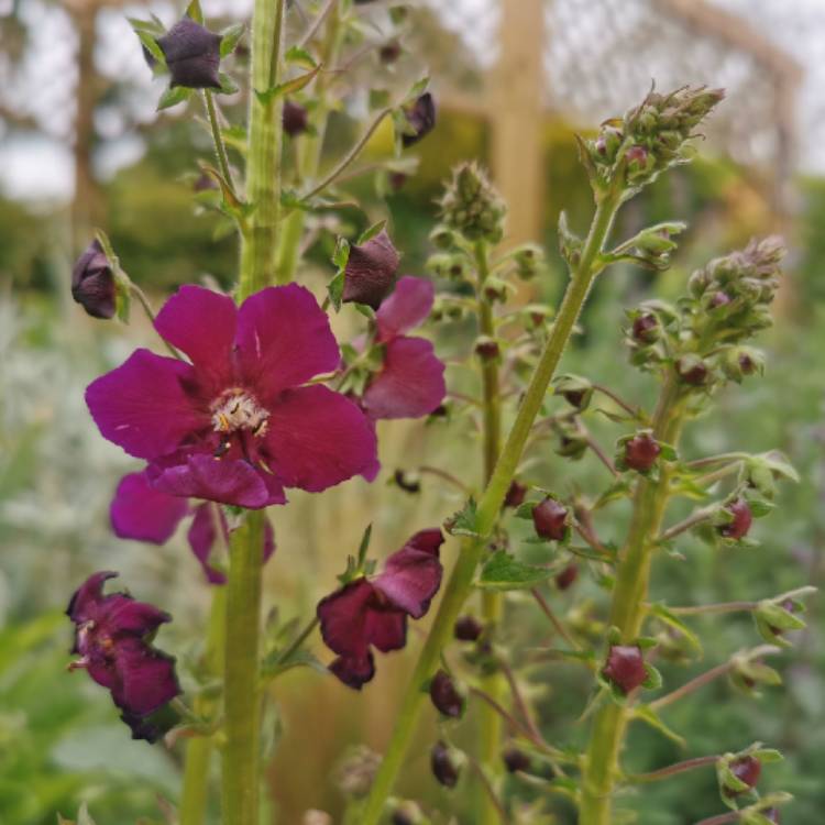 plant image 1482737