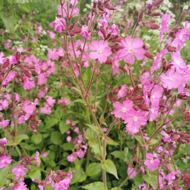 plant image 1486808