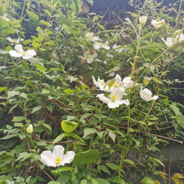 plant image 1486870