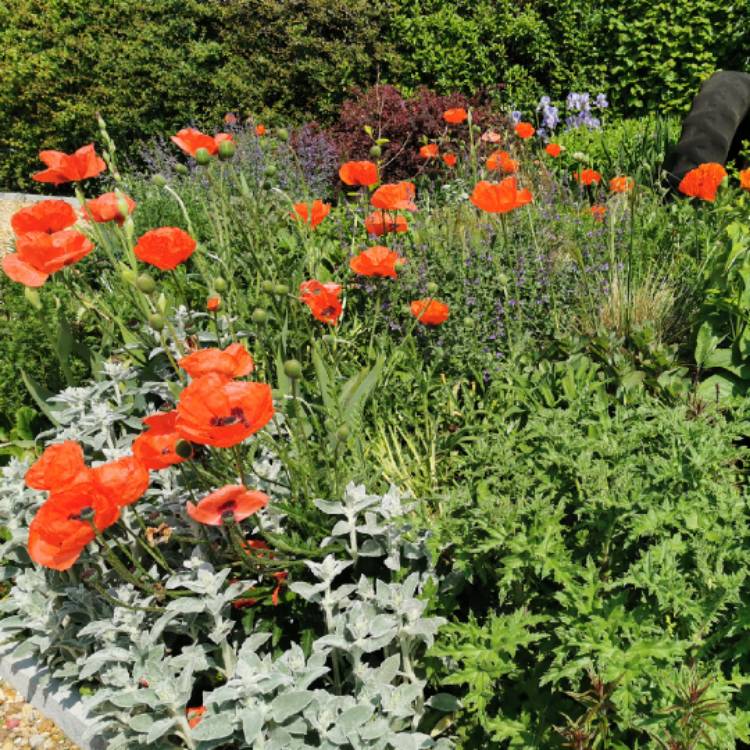 Plant image Papaver orientale