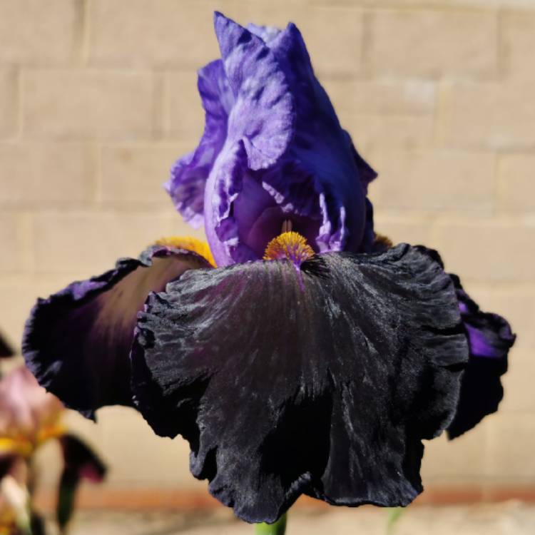 plant image 1487632 plant image 1487632