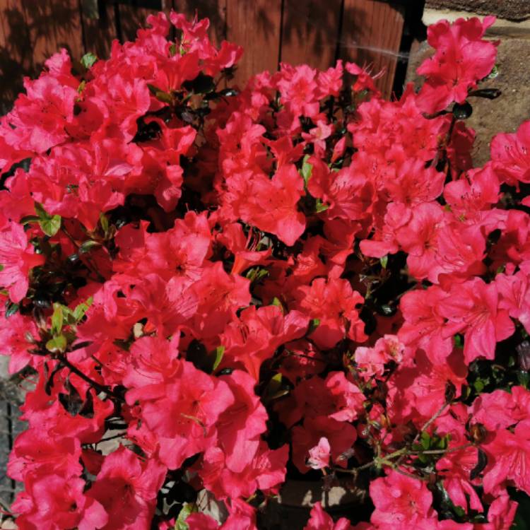 plant image 1492522 plant image 1492522