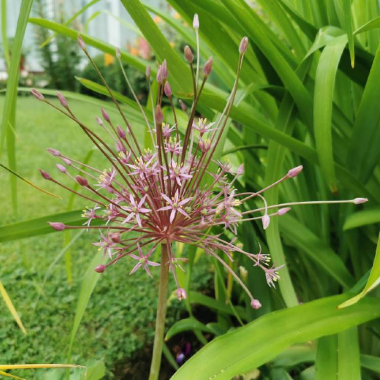 plant image 1493250 plant image 1493250
