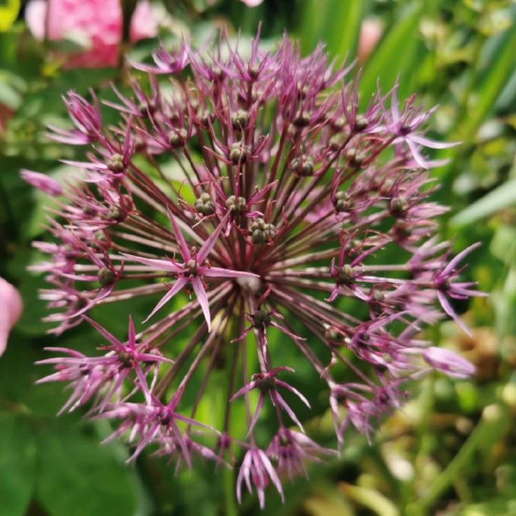 plant image 1493253