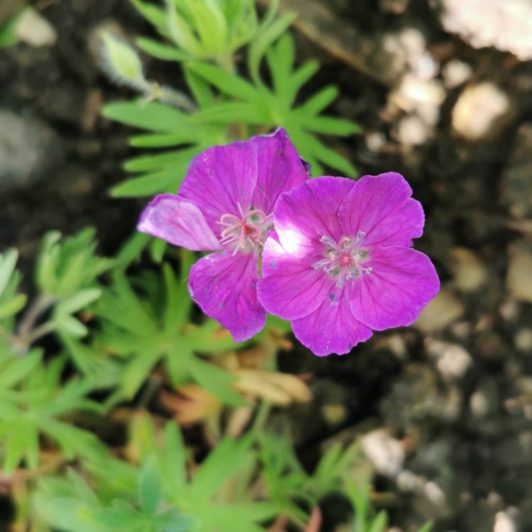 Plant image Geranium sanguineum 'Vision Violet' (Vision Series)