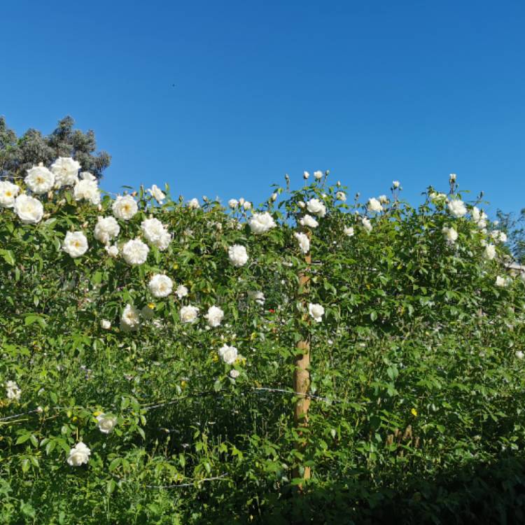 plant image 1494786