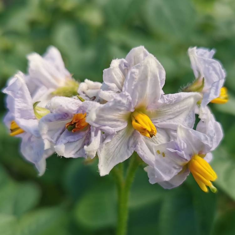 plant image 1494969