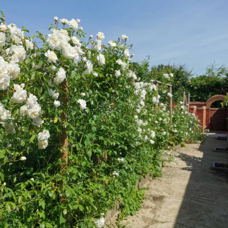 plant image 1495880
