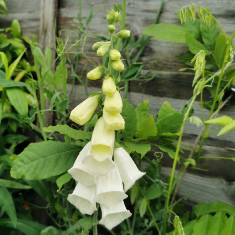 Plant image Digitalis Limoncello