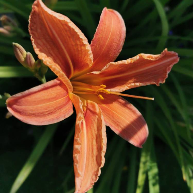 plant image 1501431 plant image 1501431