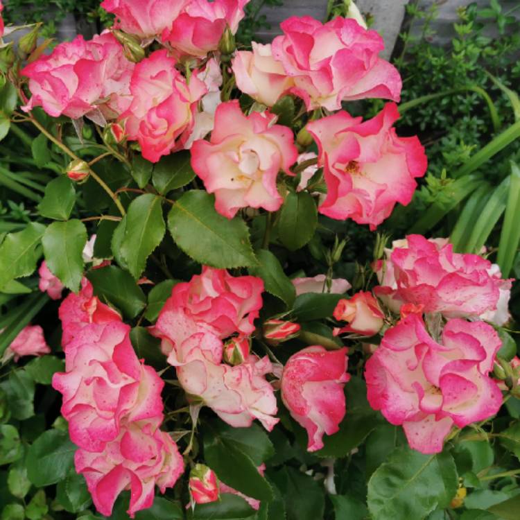 plant image 1501626 plant image 1501626
