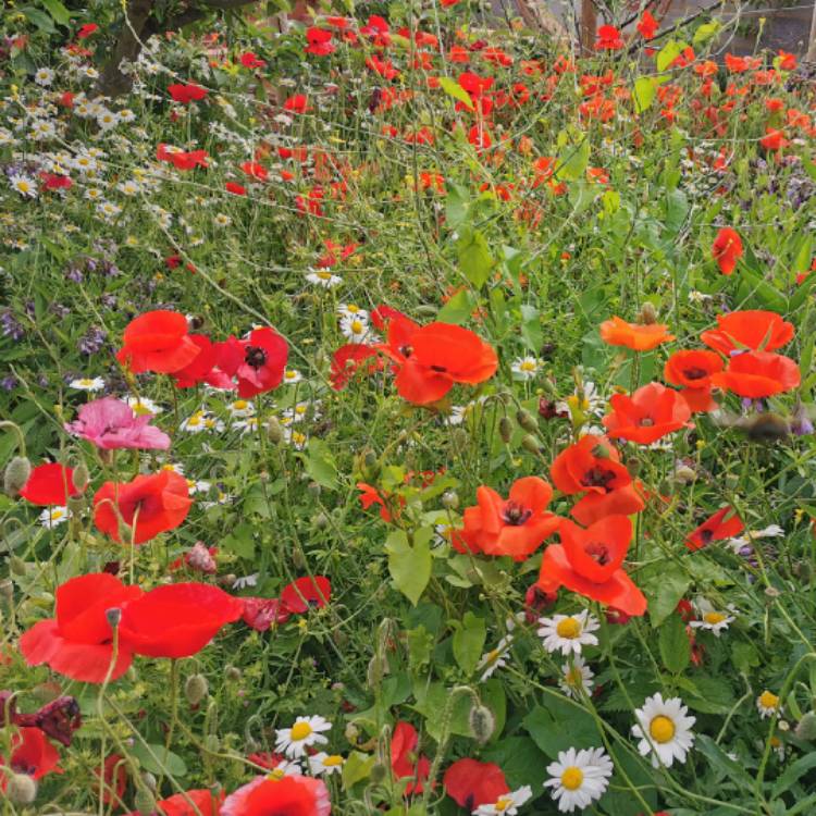 Plant image Papaver rhoeas