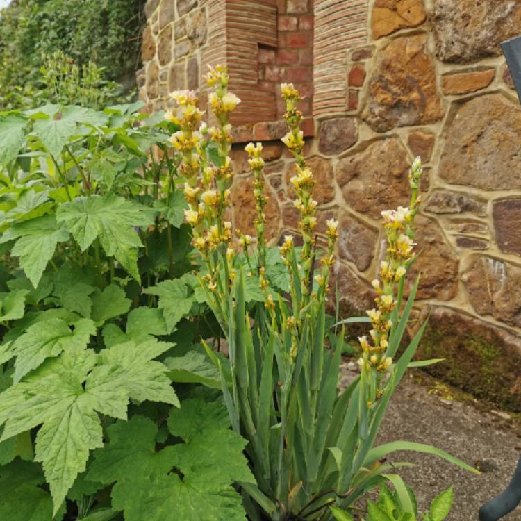 Plant image Sisyrinchium striatum