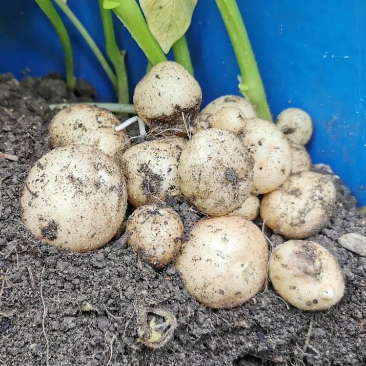 plant image 1503776