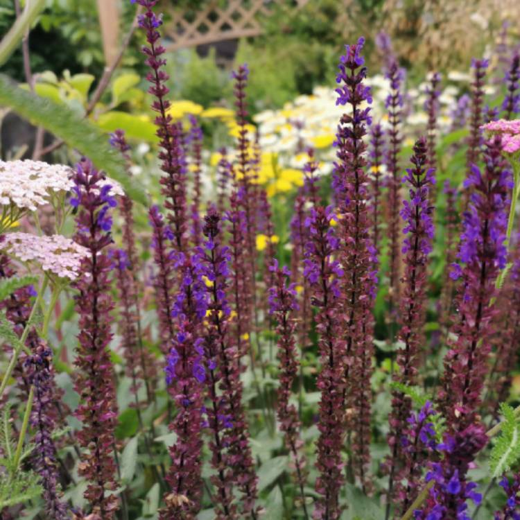 plant image 1504523 plant image 1504523
