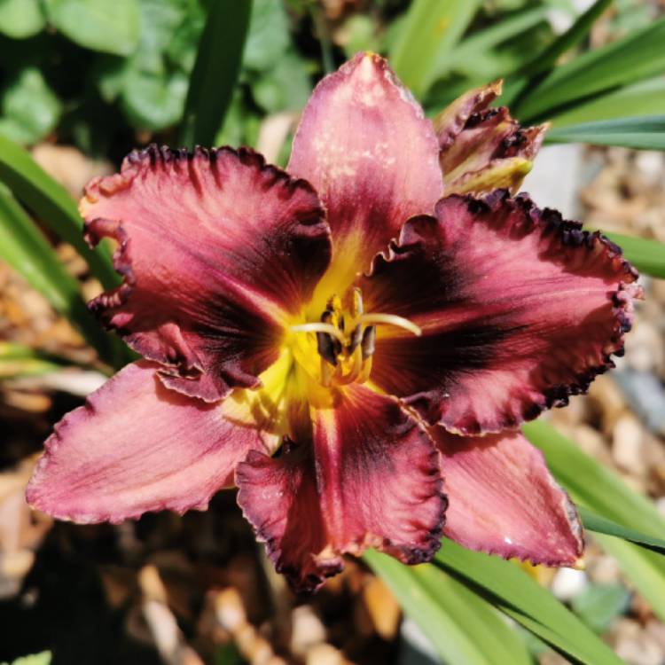 plant image 1505821
