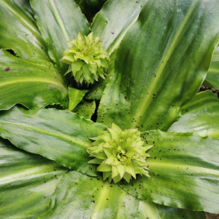 plant image 1506271 plant image 1506271