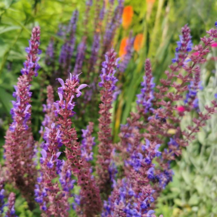 plant image 1506666 plant image 1506666