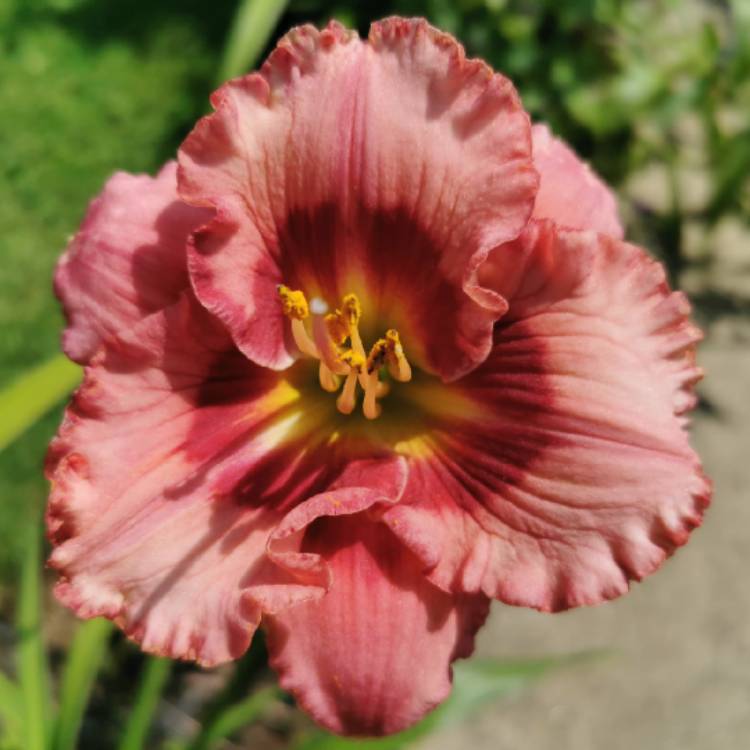 plant image 1506730 plant image 1506730