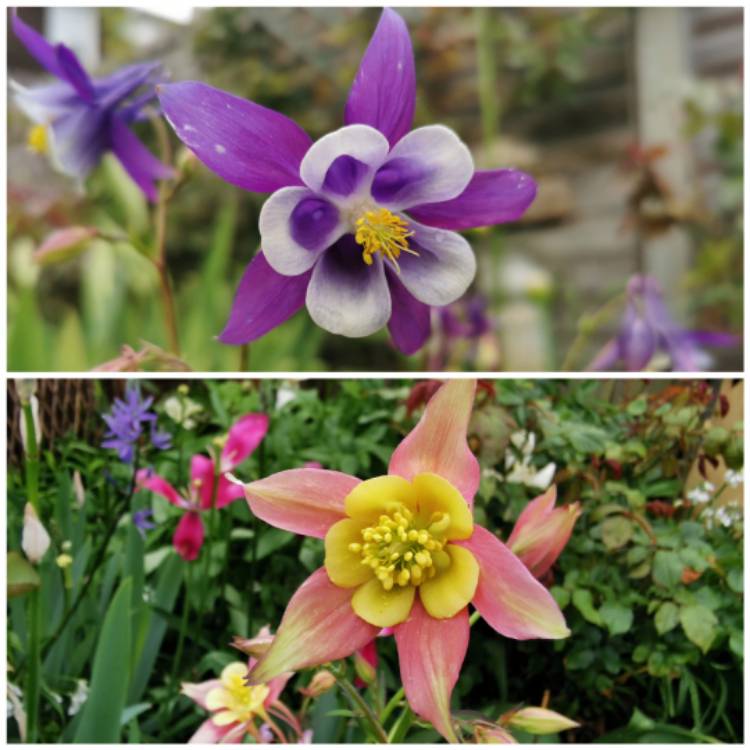 Plant image Aquilegia 'Mrs Scott Elliot'
