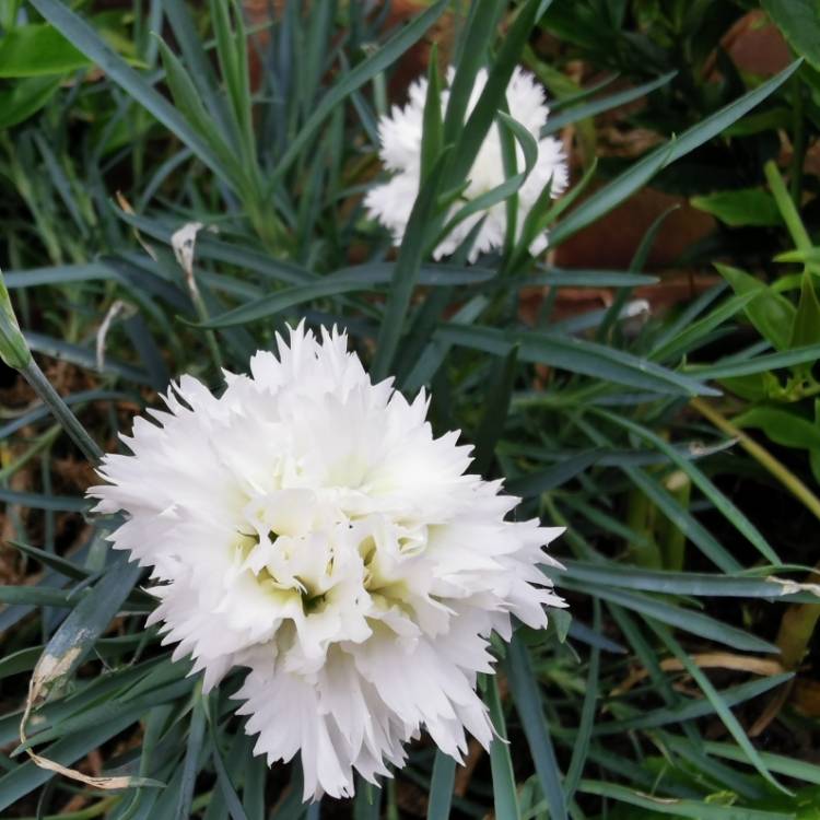 Plant image Dianthus 'Mrs Sinkins'