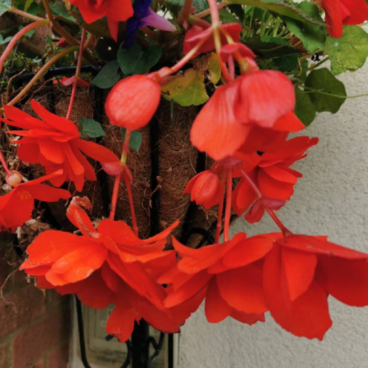 plant image 1509864