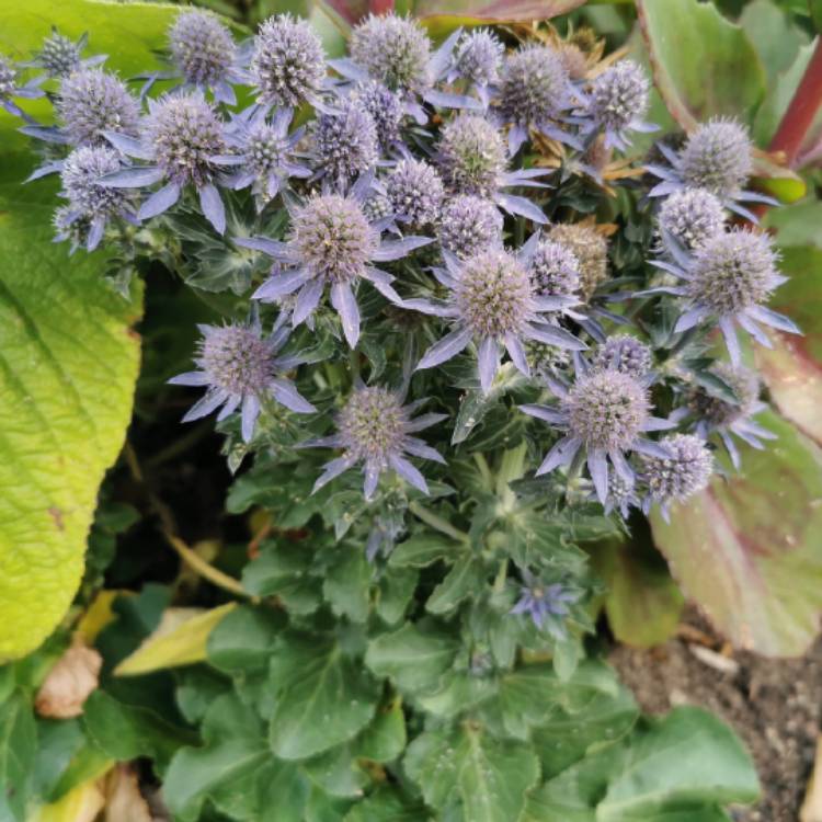 plant image 1513372
