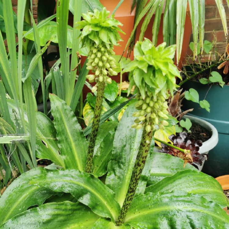 plant image 1515145 plant image 1515145