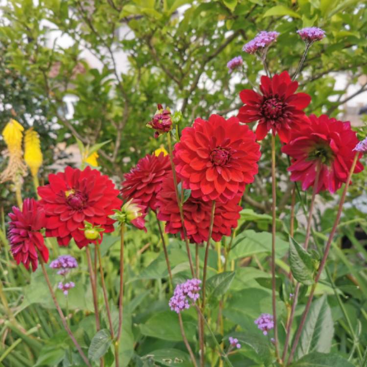 Plant image Dahlia 'Arabian Night'