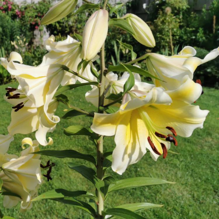 Plant image Lilium 'Conca d'Or'