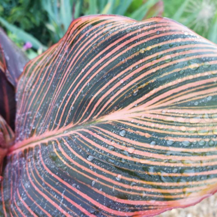 plant image 1516189 plant image 1516189