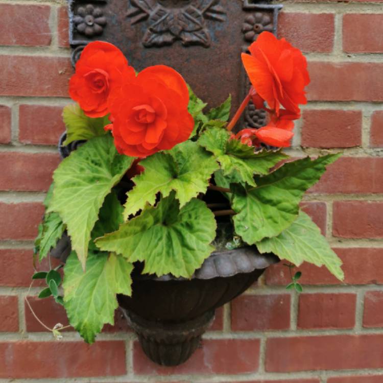 plant image 1517794