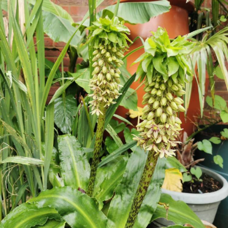 plant image 1517810 plant image 1517810