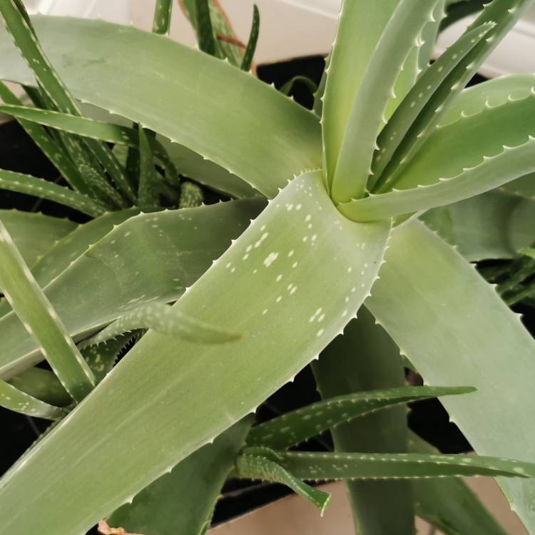 Plant image Aloe