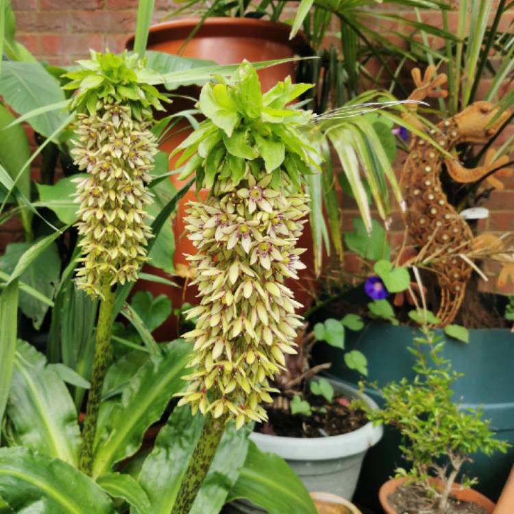 plant image 1520511 plant image 1520511
