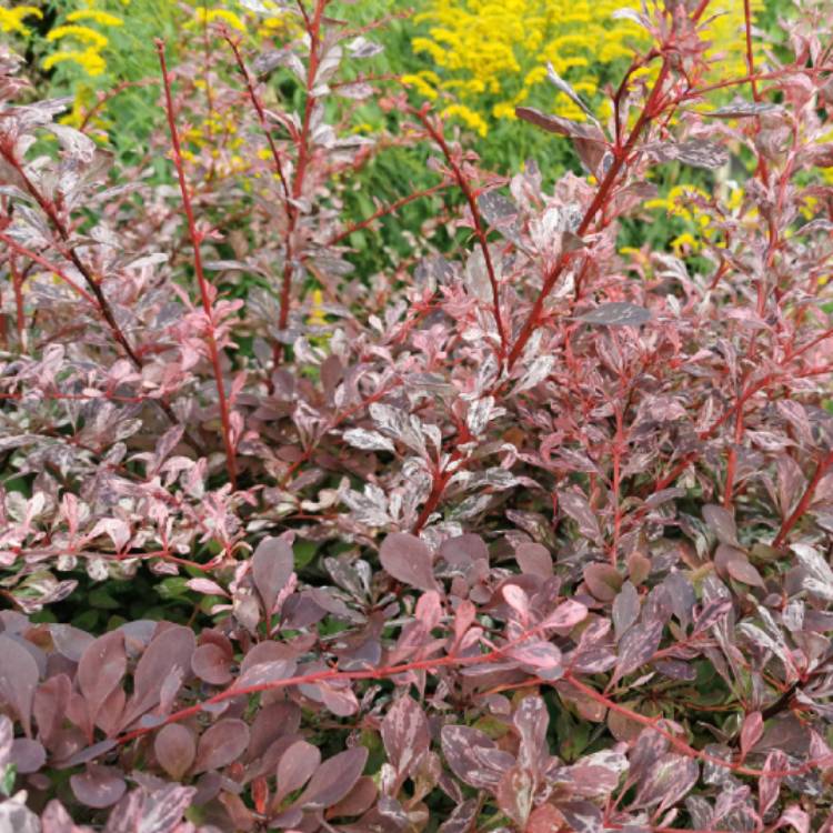plant image 1521781 plant image 1521781