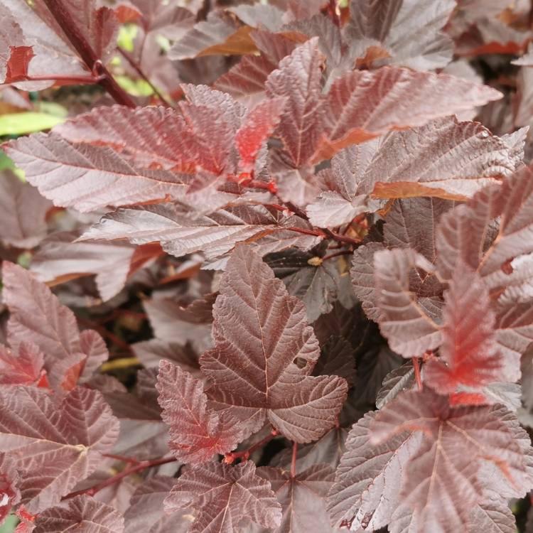 plant image 1524284