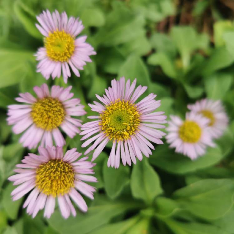 Plant image Erigeron glaucus