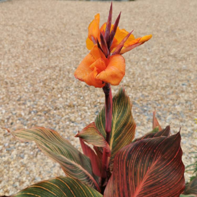 Plant image Canna 'Phasion' syn. Canna 'Durban', Canna 'Tropicanna', Canna 'Inferno'