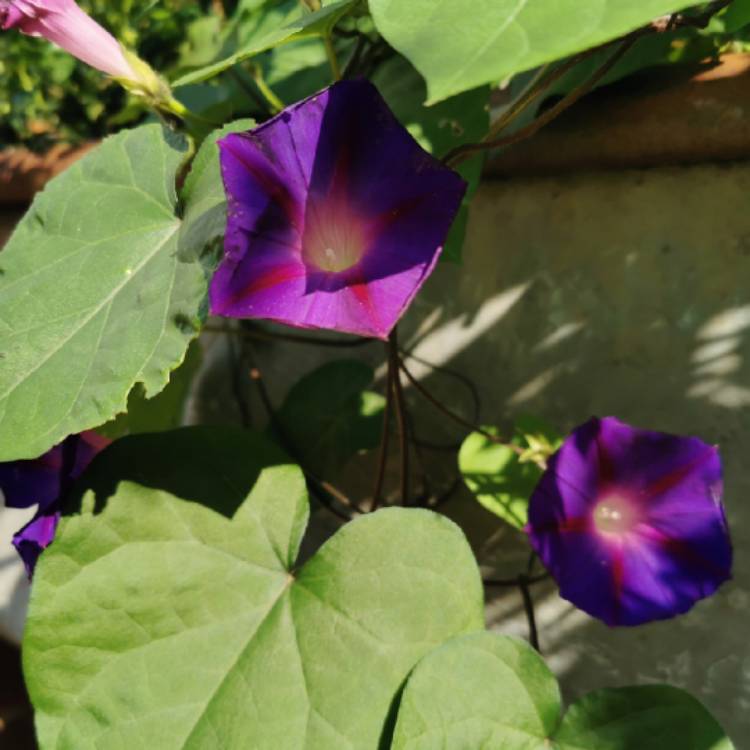 plant image 1532930 plant image 1532930