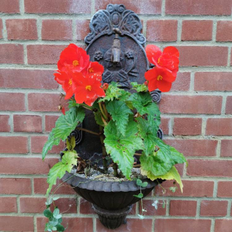 plant image 1538948