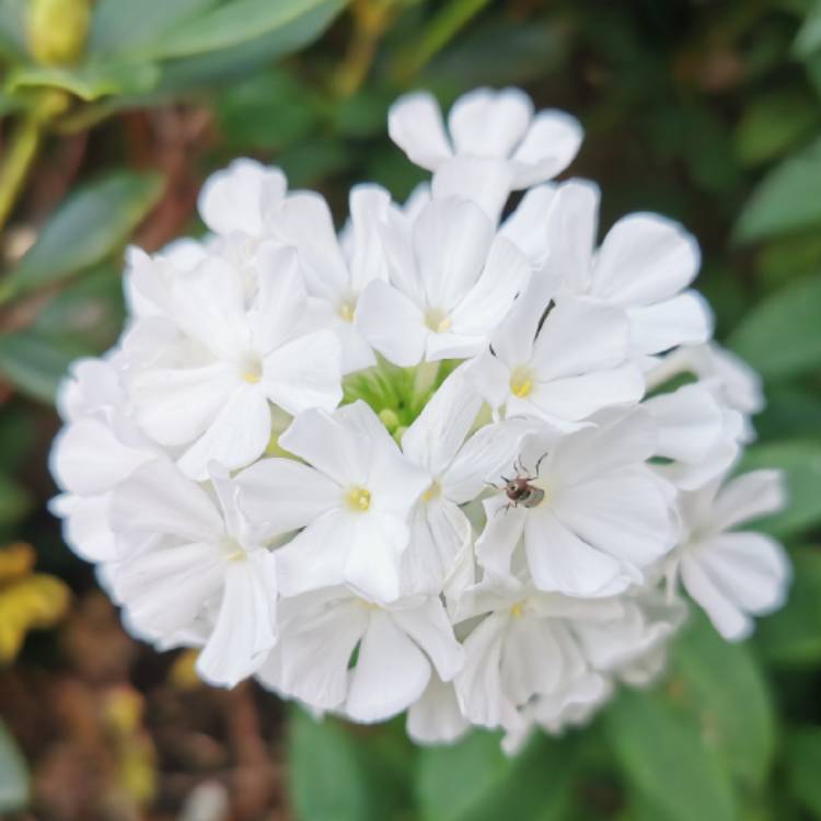 plant image 1539561 plant image 1539561