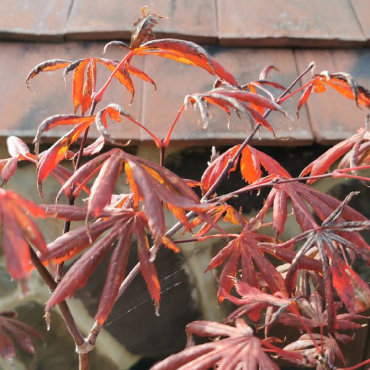 Plant image Acer palmatum 'Trompenburg'