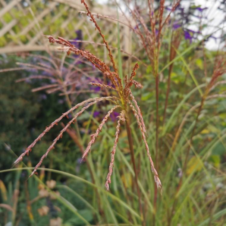 plant image 1541327 plant image 1541327