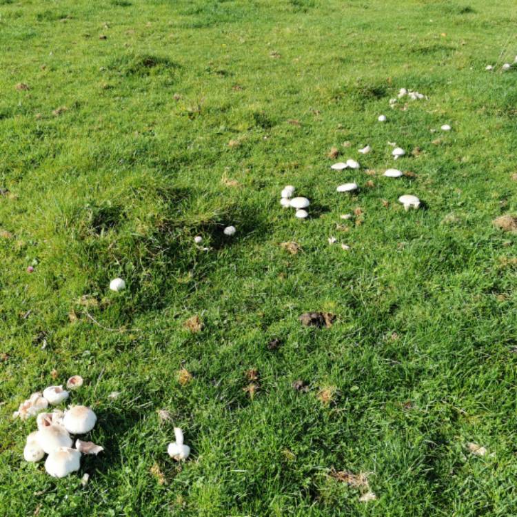 Plant image Agaricus campestris