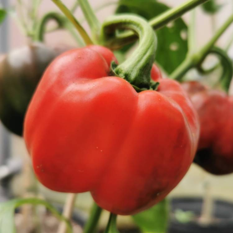 Plant image Capsicum annuum