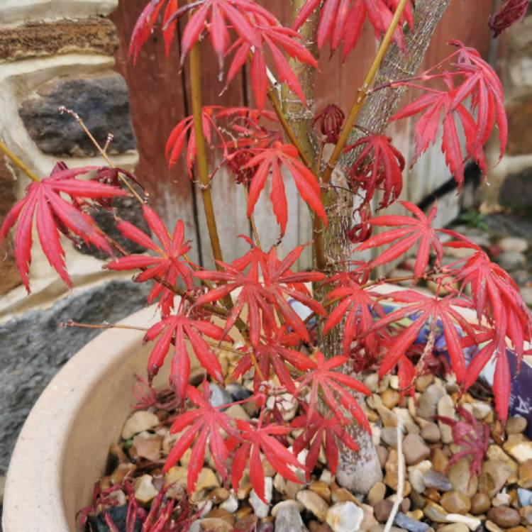 plant image 1543550 plant image 1543550