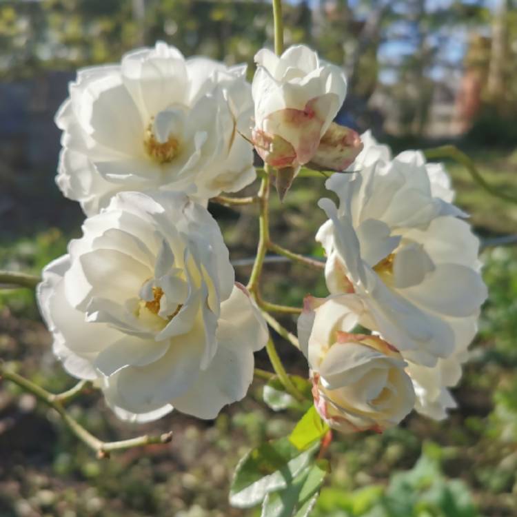 plant image 1544116