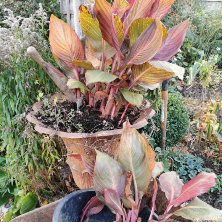 plant image 1544351 plant image 1544351