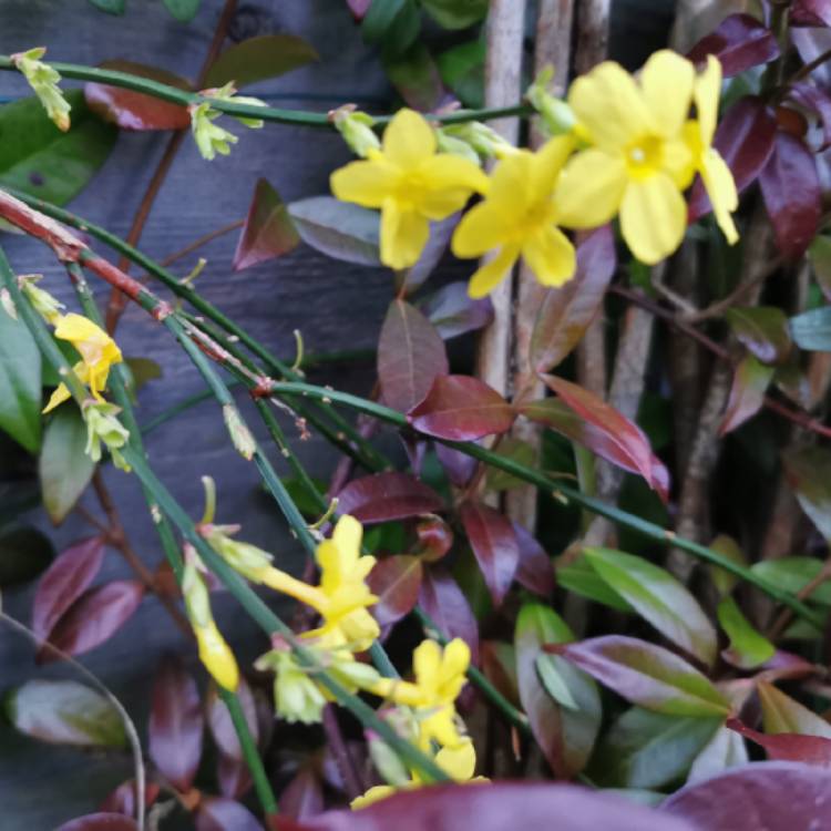 Plant image Jasminum nudiflorum